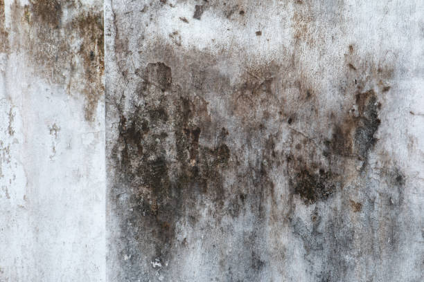 Best Biohazard Mold Removal  in Mullica Hill, NJ