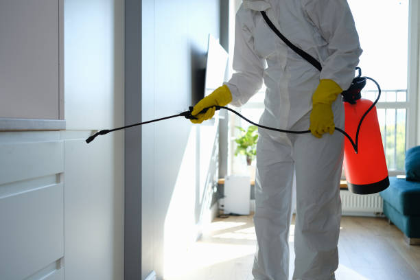 Reliable Mullica Hill, NJ Mold Removal Solutions