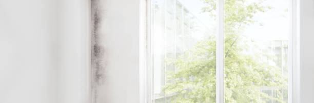 Best Mold-Related Health Consultation  in Mullica Hill, NJ