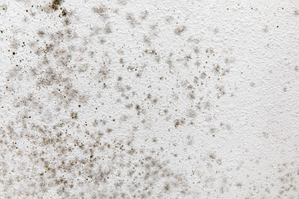 Best Environmental Consulting for Mold Prevention  in Mullica Hill, NJ