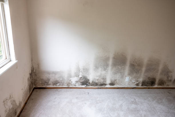 Best Commercial Mold Inspection  in Mullica Hill, NJ